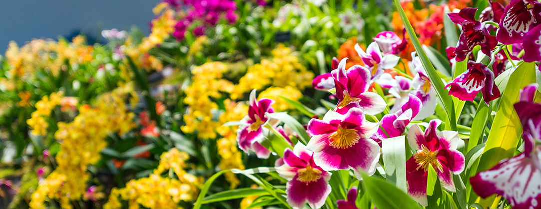 An Afternoon with Dan Hinkley: A Botanical Journey